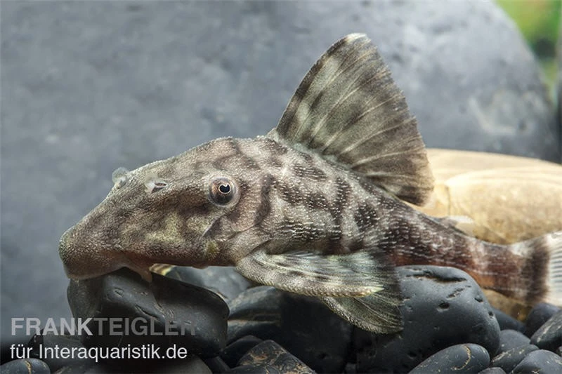 Weißschwanz-Panaque, L90, Panaque Sp. 2 Weißschwanz-Panaque, L90, Panaque Sp. – Bild 2