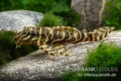 L270 Schokoladen-Zebrawels, Hypancistrus Sp.