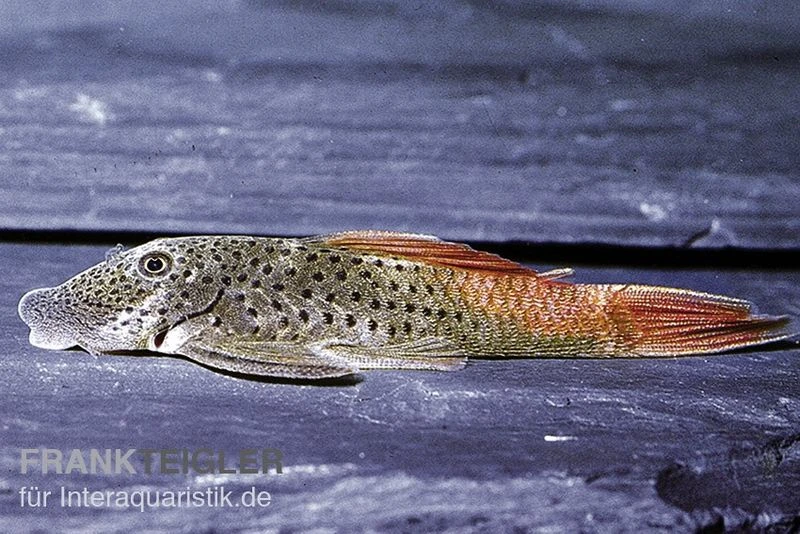 Rotflossen-Gebirgsharnischwels, L276, Chaetsotoma Lineopunctatum 1 Rotflossen-Gebirgsharnischwels, L276, Chaetsotoma Lineopunctatum