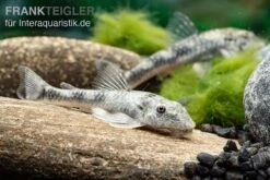 LDA 25 Pitbull Pleco, Parotocinclus Jumbo -Fish Tec LDA 25 Pitbull Pleco Parotocinclus jumbo 3