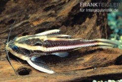 Liniendornwels, Platydoras Costatus,