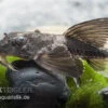 Maulbrütender Harnischwels, Loricaria Simillima