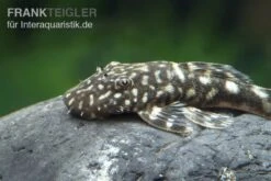 Marmor-Ancistrus, Ancistrus Claro, LDA 8, DNZ