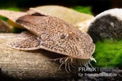 Marmor-Flunderharnischwels, Pseudohemiodon Apithanos Sp. Colombia 6 Marmor-Flunderharnischwels, Pseudohemiodon Apithanos Sp. Colombia -Fish Tec Marmor Flunderharnischwels Pseudohemiodon apithanos sp Colombia 2