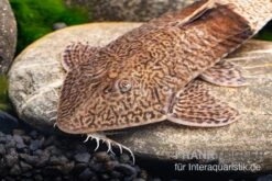 Marmor-Flunderharnischwels, Pseudohemiodon Apithanos Sp. Colombia 7 Marmor-Flunderharnischwels, Pseudohemiodon Apithanos Sp. Colombia -Fish Tec Marmor Flunderharnischwels Pseudohemiodon apithanos sp Colombia 3