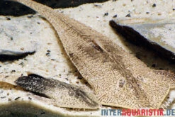 Marmor-Flunderharnischwels, Pseudohemiodon Apithanos Sp. Colombia 8 Marmor-Flunderharnischwels, Pseudohemiodon Apithanos Sp. Colombia -Fish Tec Marmor Flunderharnischwels Pseudohemiodon apithanos sp Colombia neu 1