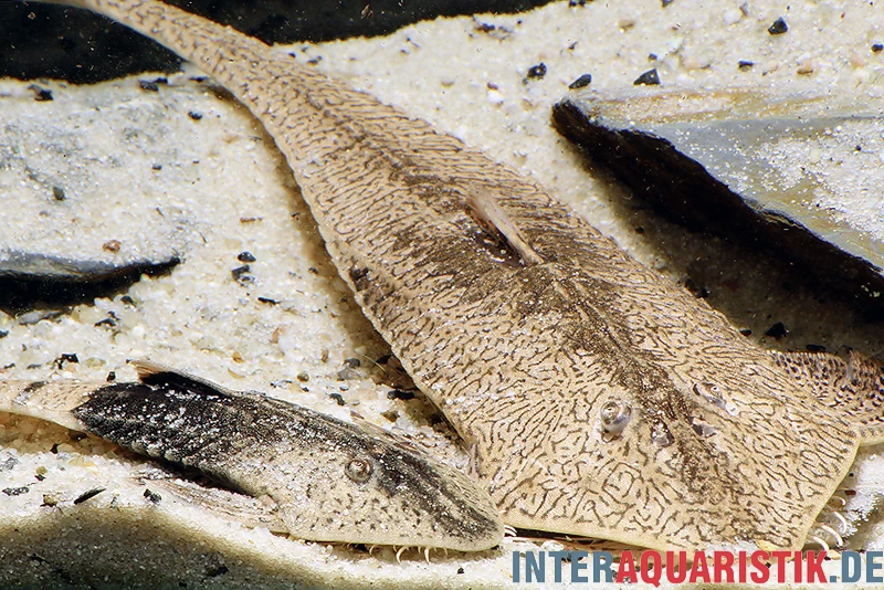 Marmor-Flunderharnischwels, Pseudohemiodon Apithanos Sp. Colombia 4 Marmor-Flunderharnischwels, Pseudohemiodon Apithanos Sp. Colombia – Bild 4