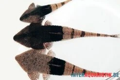 Marmor-Flunderharnischwels, Pseudohemiodon Apithanos Sp. Colombia 9 Marmor-Flunderharnischwels, Pseudohemiodon Apithanos Sp. Colombia -Fish Tec Marmor Flunderharnischwels Pseudohemiodon apithanos sp Colombia neu 2