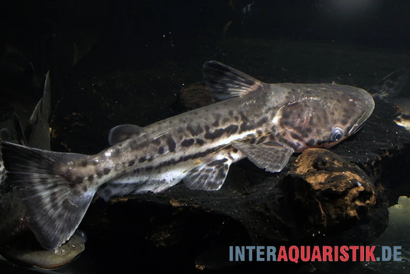 Marmorierter Delfinwels, Ageneiosus Marmoratus 1 Marmorierter Delfinwels, Ageneiosus Marmoratus