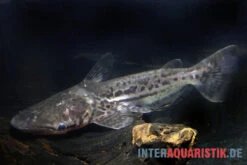 Marmorierter Delfinwels, Ageneiosus Marmoratus 3 Marmorierter Delfinwels, Ageneiosus Marmoratus -Fish Tec Marmorierter Delfinwels Ageneiosus marmoratus 2