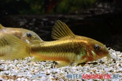 "Neon Gold Stripe"-Panzerwels, Corydoras Sp. "Neon Gold Stripe" (CW10) -Fish Tec Neon Gold Stripe Panzerwels Corydoras sp Neon Gold Stripe CW10 1