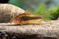 Fish Tec -Fish Tec Neon Gold Stripe Panzerwels Corydoras sp Neon Gold Stripe CW10 neu 1