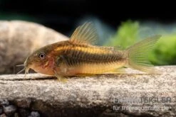 "Neon Gold Stripe"-Panzerwels, Corydoras Sp. "Neon Gold Stripe" (CW10) -Fish Tec Neon Gold Stripe Panzerwels Corydoras sp Neon Gold Stripe CW10 neu 2