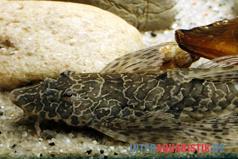 Netzmusterhexenwels, Hemiloricaria Teffeana 1 Netzmusterhexenwels, Hemiloricaria Teffeana