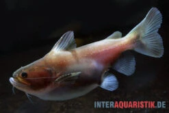 Oger-Wels, Asterophysus Batrachus 5 Oger-Wels, Asterophysus Batrachus -Fish Tec Oger Wels Asterophysus batrachus 1