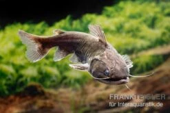 Oger-Wels, Asterophysus Batrachus 4 Oger-Wels, Asterophysus Batrachus -Fish Tec Oger Wels Asterophysus batrachus neu 1