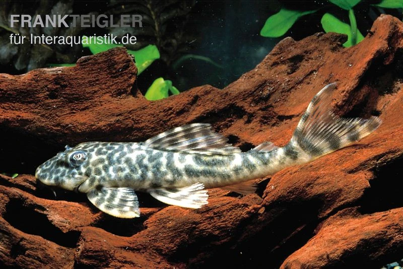 Orinoko-Saugwels, Peckoltia Lujani "L127" 1 Orinoko-Saugwels, Peckoltia Lujani "L127"