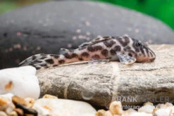 Ozelot-Harnischwels, Hypancistrus Spec. L174, 3-4 Cm -Fish Tec Ozelot Harnischwels Hypancistrus spec L174 2