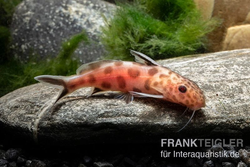 Pinker Kuckucks-Fiederbartwels, Synodontis Petricola "Pink" 1 Pinker Kuckucks-Fiederbartwels, Synodontis Petricola "Pink"