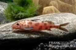 Pinker Kuckucks-Fiederbartwels, Synodontis Petricola "Pink" 3 Pinker Kuckucks-Fiederbartwels, Synodontis Petricola "Pink" -Fish Tec Pinker Kuckucks Fiederbartwels Synodontis petricola Pink 2