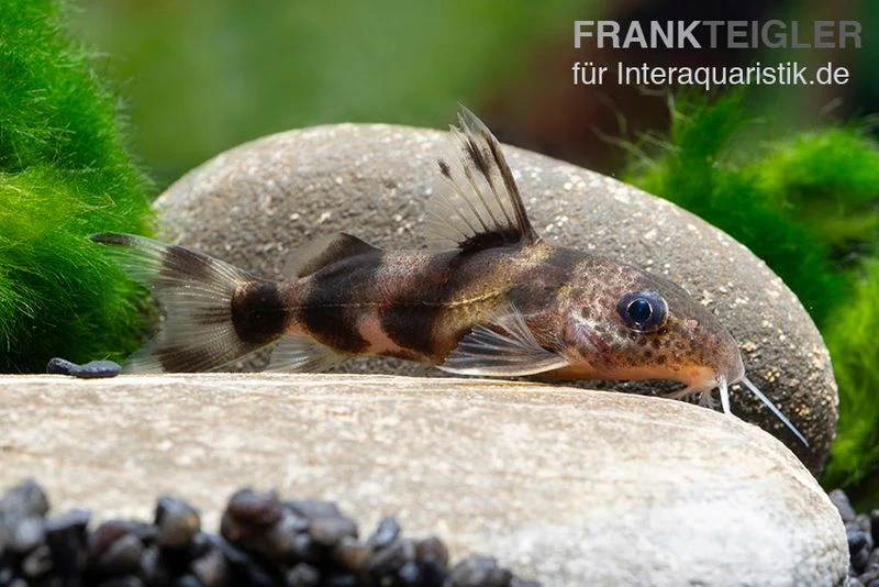 Pracht-Fiederbartwels, Synodontis Decorus 3 Pracht-Fiederbartwels, Synodontis Decorus – Bild 3