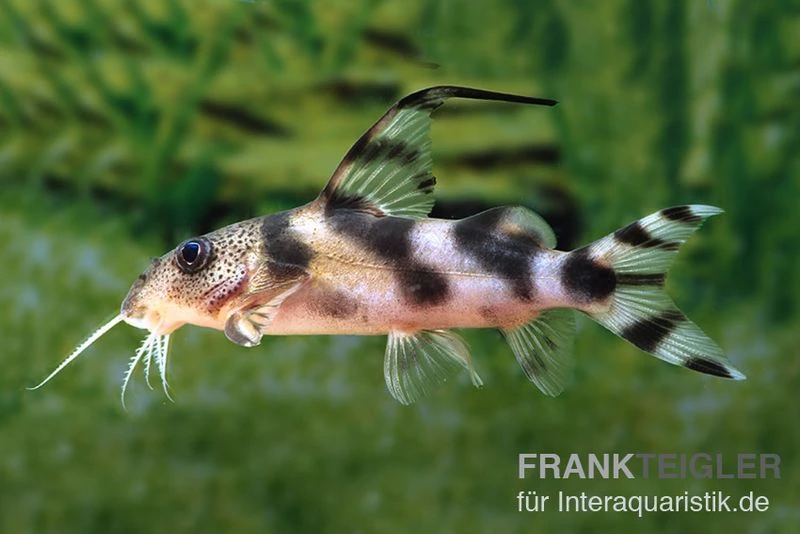 Pracht-Fiederbartwels, Synodontis Decorus 1 Pracht-Fiederbartwels, Synodontis Decorus
