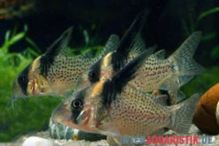 Schwarzsegel-Panzerwels, Corydoras Brevirostris "CW27 High Fin" 3 Schwarzsegel-Panzerwels, Corydoras Brevirostris "CW27 High Fin" -Fish Tec Schwarzsegel Panzerwels Corydoras brevirostris CW27 High Fin 2