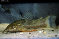 Schwielenwels, Megalechis Picta -Fish Tec Schwielenwels Megalechis picta 1