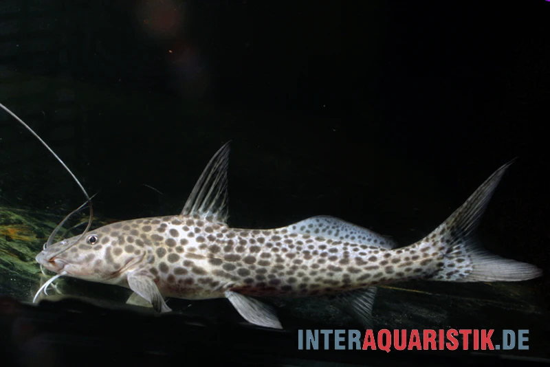 Stier-Antennenwels, Aguarunichthys Torosus 1 Stier-Antennenwels, Aguarunichthys Torosus