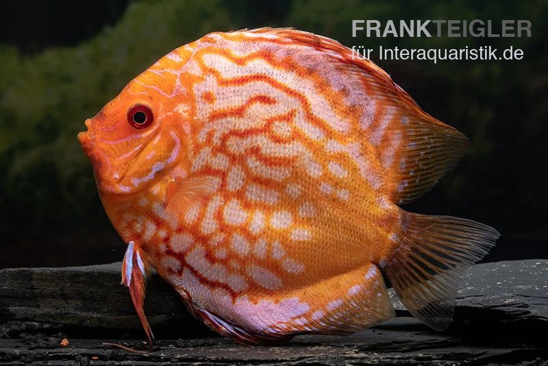 Diskusfisch ASIA-NZ, Symphysodon Discus Pigeon Snake 2 Diskusfisch ASIA-NZ, Symphysodon Discus Pigeon Snake – Bild 2