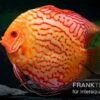 Diskusfisch ASIA-NZ, Symphysodon Discus Red Spider
