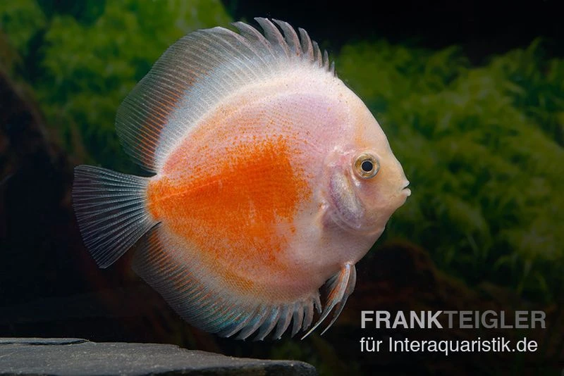 Diskusfisch ASIA-NZ, Symphysodon Discus Red White 1 Diskusfisch ASIA-NZ, Symphysodon Discus Red White