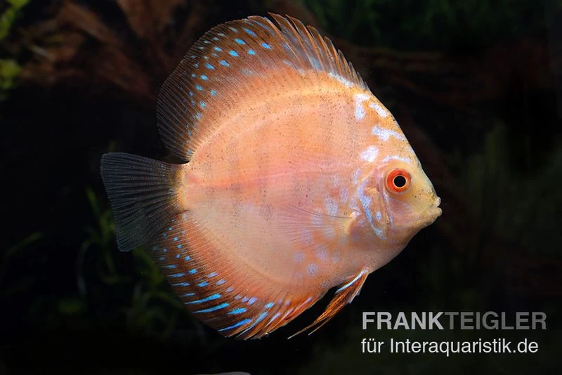 Diskusfisch ASIA-NZ, Symphysodon Discus White Scorpion 1 Diskusfisch ASIA-NZ, Symphysodon Discus White Scorpion
