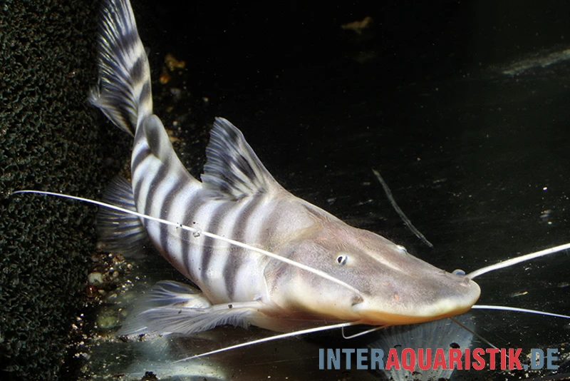 Tigerwels, Merodontotus Tigrinus 1 Tigerwels, Merodontotus Tigrinus