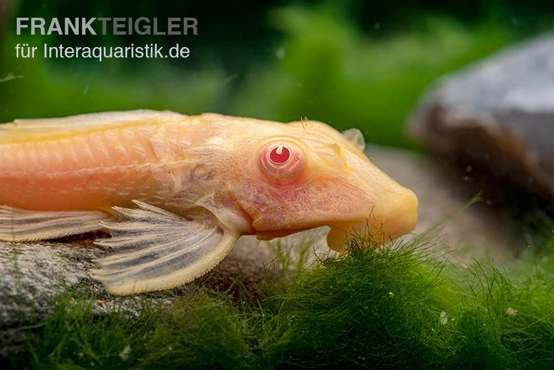 Wabenschilderwels Albino, Glyptoperichthys Gibbiceps 2 Wabenschilderwels Albino, Glyptoperichthys Gibbiceps – Bild 2