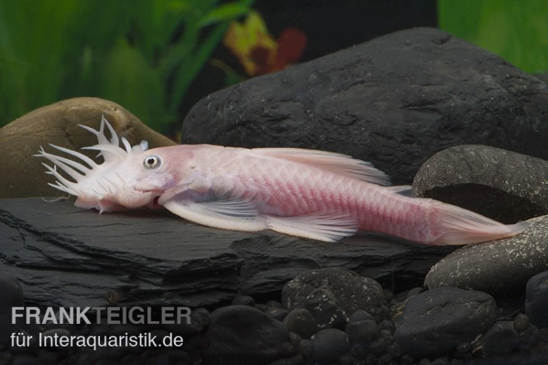 Weißer Antennenwels, Ancistrus Sp. Weiß (Black Eyes) 1 Weißer Antennenwels, Ancistrus Sp. Weiß (Black Eyes)
