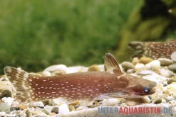 Weißpunkt-Trugdornwels, Tatia Intermedia 7 Weißpunkt-Trugdornwels, Tatia Intermedia -Fish Tec Weisspunkt Trugdornwels Tatia intermedia neu 2