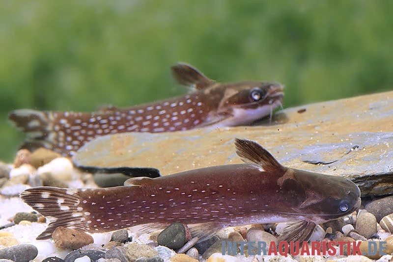 Weißpunkt-Trugdornwels, Tatia Intermedia 2 Weißpunkt-Trugdornwels, Tatia Intermedia – Bild 2