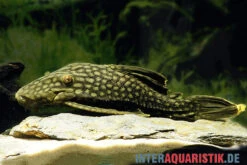 Wels L 330 Panaque Spec -Fish Tec Wels L 330 Panaque spec neu 2