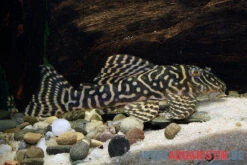 Yellow Zebra Catfish, L401, Hypancistrus Sp. -Fish Tec Yellow Zebra Catfish L401 Hypancistrus sp 3