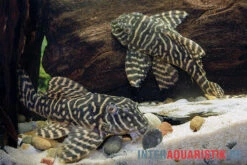 Yellow Zebra Catfish, L401, Hypancistrus Sp. -Fish Tec Yellow Zebra Catfish L401 Hypancistrus sp 4