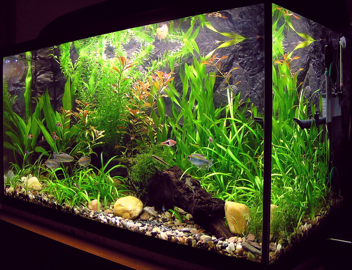 Fish Tec -Fish Tec Amaterske akvarium